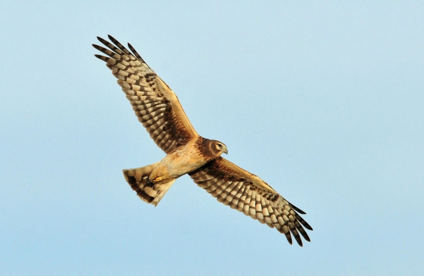 hen harrier