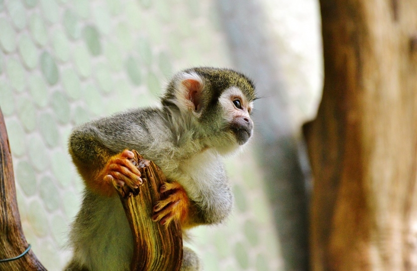 Squirrel monkeys 2024 as pets